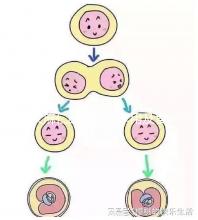 火麻仁的功效與作用及食用方法(火麻仁的功效與作用及食用方法和禁忌)