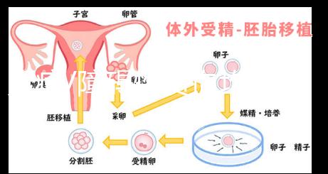 炎癥/障礙性貧血均會(huì)減少!轉(zhuǎn)換鐵蛋白偏低的原因解析