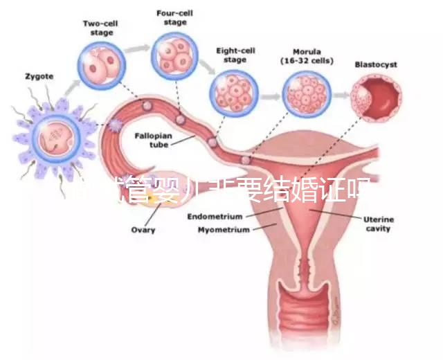 做試管嬰兒非要結(jié)婚證嗎？做試管嬰兒一定需要結(jié)婚證嗎？