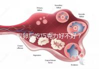 取卵后吃巧克力好不好？食用后的6大益處都在這