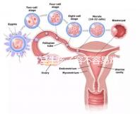 雙子宮生孩子容不容易難產(chǎn)看情況,注意這幾點也能順利抱娃