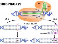 加班讓90后年輕人沒時間結婚生娃？網友：貧窮是避孕良方