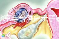 在北京豐臺落戶親子鑒定的地方，首先了解2024年的最新政策