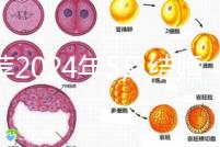 推薦2024年5月結(jié)婚的良辰吉日,最吉利的要數(shù)…