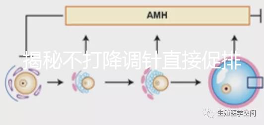 揭秘不打降調針直接促排的影響，是否妨礙懷孕一目了然