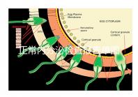 正常內分泌檢查報告單圖片大全，一分鐘弄懂檢測結果怎么看
