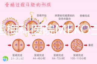 泰國梅科醫(yī)院MEKO三代試管嬰兒,不靠中介翻譯安心好孕