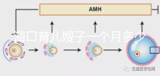 海口育兒嫂子一個月多少錢,哪個好答案總結,新手父母必須看