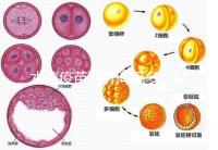 水痘疫苗兩針間隔多久有規(guī)定，第二針什么時候按年齡來算