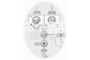 如何回答8個(gè)囊胚的三代篩查淘汰率？剩下幾篇文章可以說(shuō)清楚