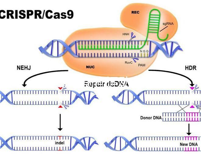 如果精子前向運動率低于19，就不要看這個弱精子看完了嗎？