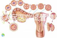 聊城人民醫院試管嬰兒成功率怎么樣，3大助孕案例告訴你答案