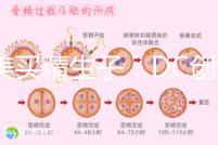 赴美買精生子：DC創始人葉海洋怒砸50萬生下五國混血兒