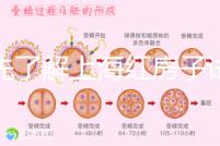 預先了解上海紅房子試管建檔流程，最快當天可定方案