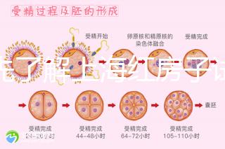 預(yù)先了解上海紅房子試管建檔流程，最快當(dāng)天可定方案