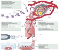 O型血試管流產(chǎn)的概率來(lái)了，不知道該怎么辦