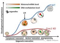 2024北京人工授精私立醫院排名專欄，哪家好看完有數